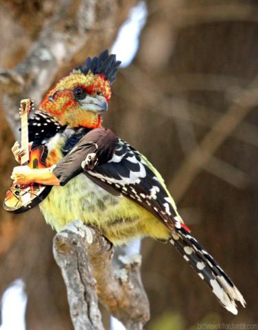 Elvis impersonator