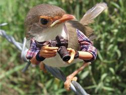 Bird ornithologist