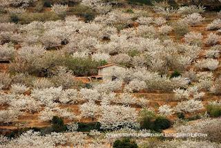 Jerte Valley, Sakura season in Spain