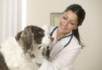 Think You Can't Afford Pet Insurance?  Consider This Cost-Effective Alternative