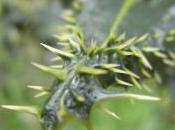 Plant Week: Ilex Aquifolium ‘Ferox Argentea’
