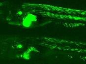 Genetic Engineering Makes Fish Glow!!!!