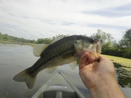 Lake Reba Kayak Fishing Report 4/29/12