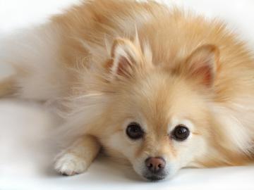 Pomeranian Dog Breed Picture
