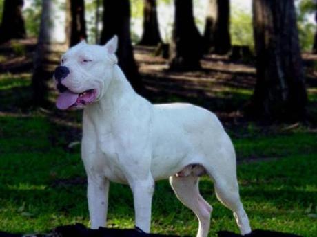 Dogo Argentino Dog Picture