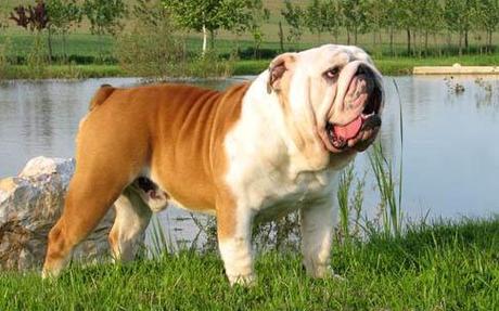 English Bulldog Breeds Picture