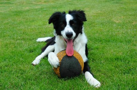 Border Collie Dogs Picture