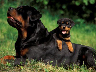 Rottweiler Dog Breed Picture