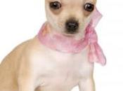 Charming Chihuahua Dogs Most Known