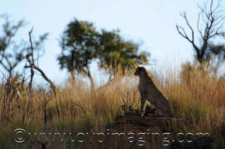 Silhouette of a cheetah