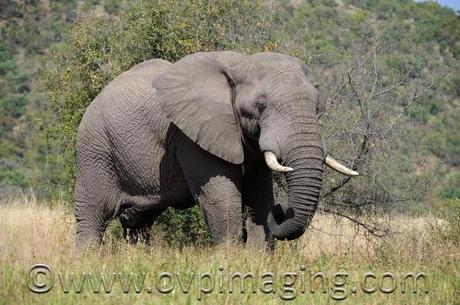 Elephant at Welgevonden Game Reserve