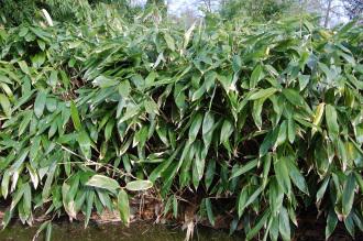 Broadleafed Bamboo (11/03/2012, Kew, London)