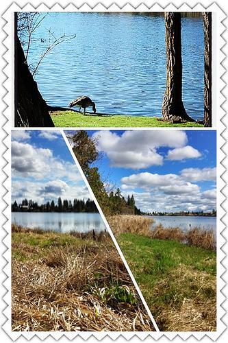 Medical lake collage