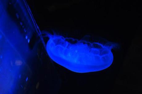 i won!!! DSC_0155_4195a