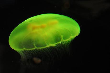 i won!!! DSC_0151_4191a