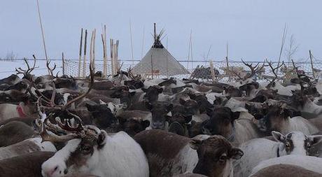 The Nenets Of Siberia