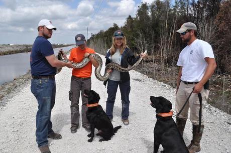 Dogs Sniff Out Snakes Rather than Bombs