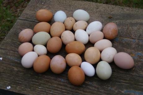 Lesson 548 – Egg Washing 101