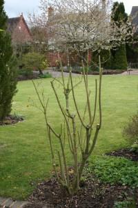 Pruning early flowering shrubs