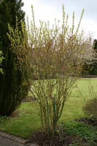 Pruning early flowering shrubs