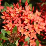 Ixora coccinea