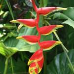 Heliconia rostrata