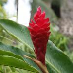 Alpinia purpurata