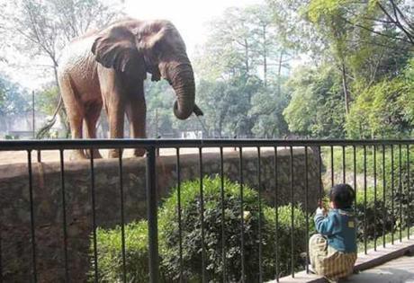 Taunted Elephant in Chinese Zoo Rocks Stone-throwers' World