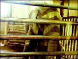 Taunted Elephant in Chinese Zoo Rocks Stone-throwers' World
