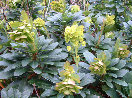 Euphorbia_amygdaloides_var