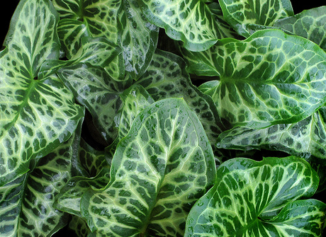 Arum_italicum_subsp