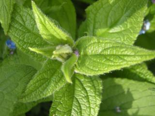 Alkanet Detail (14/04/2012, London)