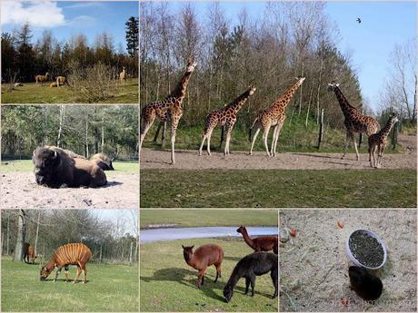 Denmark - An Easter holiday with lions, water slides and zillions of Lego bricks