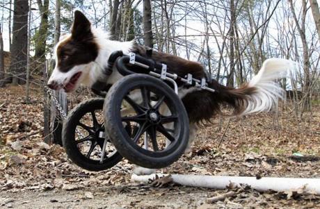 Dog with Malformed Legs Gets Custom Wheels