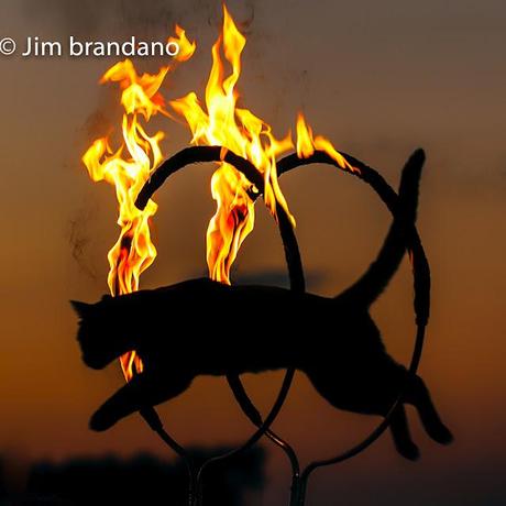 A WILD LOOKING GUY, A CAT JUMPS THROUGH A FLAMING HOOP AND OTHER IMAGES FROM OUR  VISIT TO KEY WEST!!