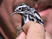 Black-and-white Warbler MAPS Banding Session 5-3-2012