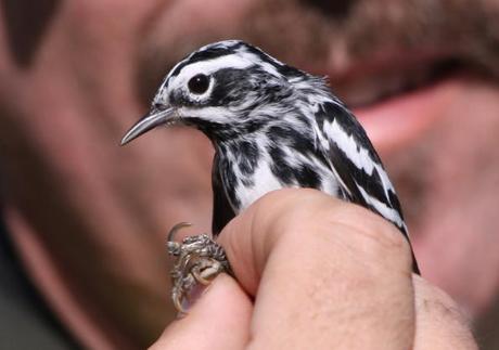 Black-and-white Warbler at MAPS Banding Session 5-3-2012