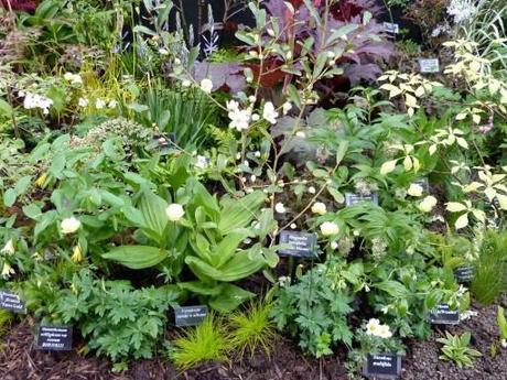 plant display at Malvern show