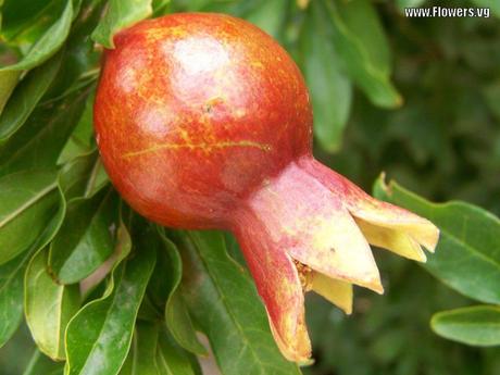 Pomegranate