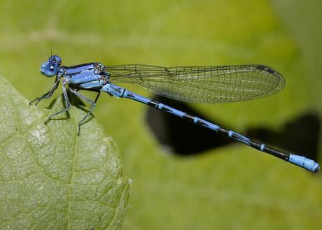 Damsels and Dragons