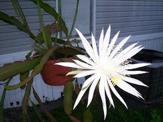 Serious Cereus