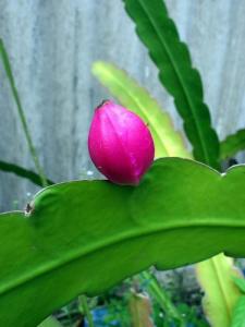 Serious Cereus