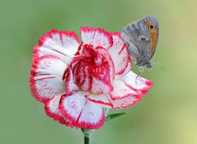 Coenonympha pamphilus, Fadet commun ou procris