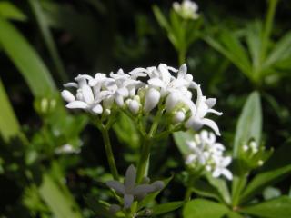 Asperula odoratum Flower (22/04/2012, London)