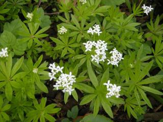 Asperula odoratum detail (22/04/2012, London)