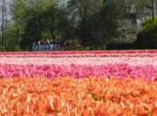 Keukenhof: Your Tulip Gardens