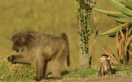 baboon pictures mother and baby crying