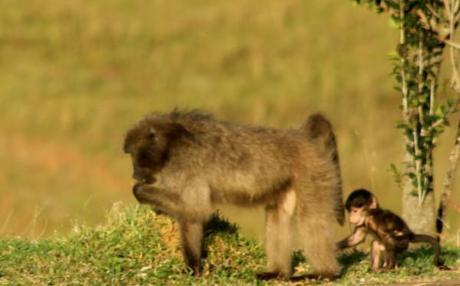 baboon pictures mother and baby together
