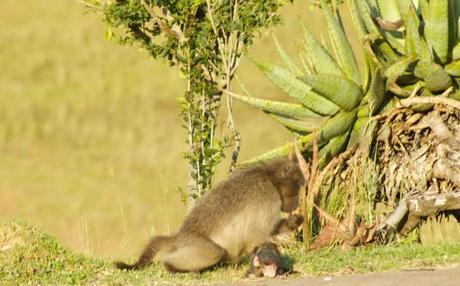 baboon pictures mother and baby eating