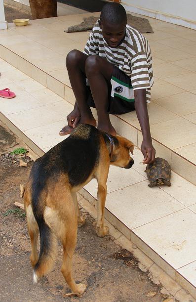 Street dog Baldrick inspects Swampy the Tortoise